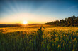 canvas print picture - Sonnenuntergang über Feld