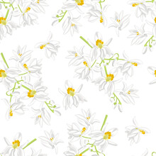 Moringa White Flowers Seamless Pattern. Blooming Branch Of Plant Moringa Oleifera Isolated On White. Vector Illustration In Cartoon Flat Style. Floral Background.
