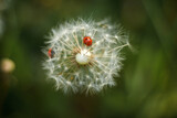 Fototapeta Dmuchawce - Closeup of ladybug sitting on dandelion seeds on green background. Film photography with artistic noise and blur