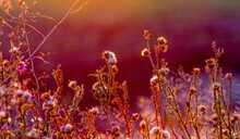 Thistle Thickets In The Field In Sunny Weather In Warm Autumn Tones
