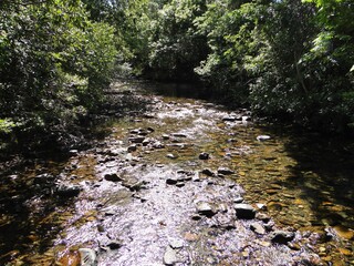 stream in the forest