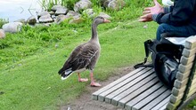 Cheeky Goose Is Checking Out A Mans Hands For Food