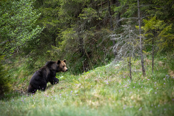 Wall Mural - majestic brown bear, ursus arctos, walking up a slope covered with grass in summer forest. dominant 