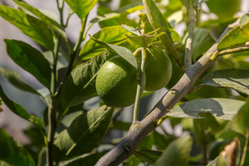 Lemon plant in home cultivation