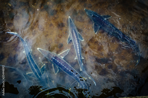 Fotografía Live sturgeons in the cage in fish breeding farm