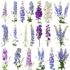 Wall Mural - Collection bouquet delphinium flower isolated on white background. Flat lay, top view. Floral pattern, object. Nature concept