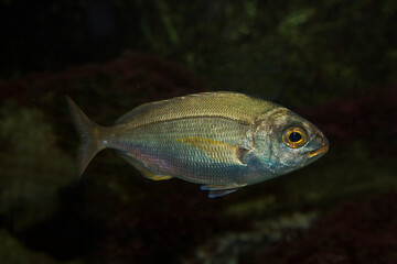 Wall Mural - Common pandora (Pagellus erythrinus).