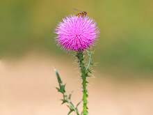 Spiny Plumeless Thistle With Purple Flower, Carduus Acanthoides
