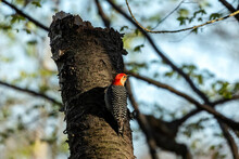 Yellow -bellied Woodpecker. Natural Scene From Wisconsin.