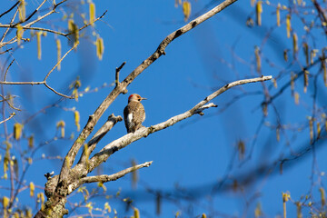 Wall Mural - Yellow -bellied woodpecker. Natural scene from Wisconsin.