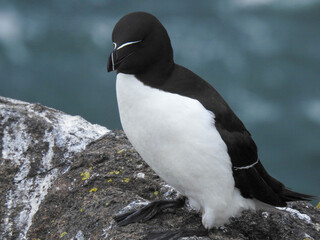 lessor auk on the isle of may, scotland