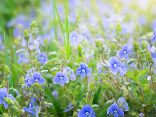 Poster - small pretty blue flowers