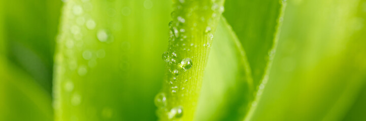 Nature abstract background images. Close-up of a Dewdrop on a fresh juicy Lily of the valley leaf in the early morning for a design on the theme of spring