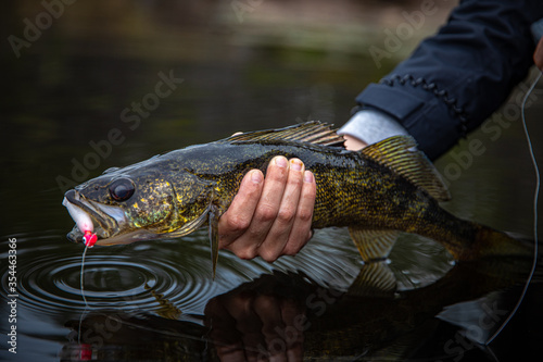 Fotomural Walleye caught in the evening, Ontario wilderness