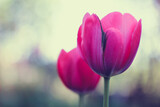 Fototapeta Kwiaty - Close-up pink tulip, selective focus over light bokeh background