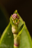 Fototapeta Tulipany - flores y texturas 