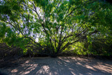 Fototapeta Dziecięca - Mesquite trees with roots in Arizona desert