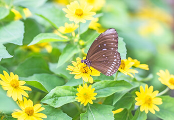 Sticker - Beautiful butterflies and yellow flowers