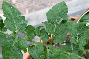 Aphids and other pests covering the leaves of a tomato plant in a home garden