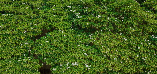 Green Leaves texture background, Green grass wall texture for backdrop design