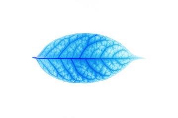 Transparent blue leaves with isolated white background indicating new futuristic technology for text adding commercial
