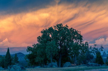 Wall Mural - Colorful sunset landscape with lush tree nature background