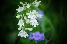 Selective Focus Shot Of Beard-tongue Wildflowers Growing In A Missouri Woods