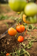 Wall Mural - Vertical shot of tomatoes in a garden at daytime with a blurry background