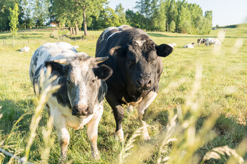 Canvas Print - A lawn with cows