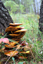 Closeup Of A Mushroom Family On A Birch Tree In A Forest. Portrait View