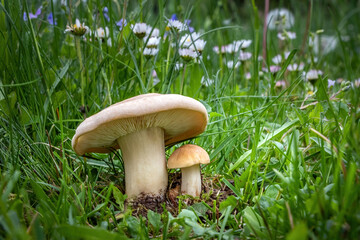 Mushroom Calocybe gambosa commonly known as St. Georges mushroom