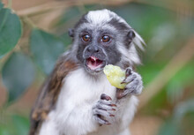 Black And White Color Small Monkey Oedipus Tamarin