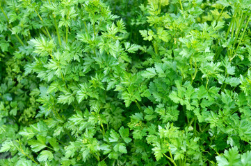 Wall Mural - Young parsley greens growing in the garden. Close-up. Green background.