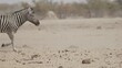 Zebras laufen in der Wüste