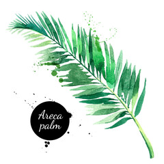 Wall Mural - Hand drawn sketch watercolor tropical leaf of areca palm. Vector painted isolated exotic nature illustration