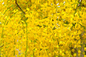 Wall Mural - 
Ratchaphruek flowers bloom