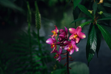 beautiful exotic flower orchid in a greenhouse in thailand