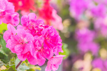 Wall Mural - geranium in summer garden. Ivy-leaf pelargonium.Geranium Peltatum. Decorative plants.