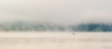 Stork Flies Over A Misty River