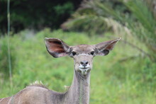 Kudu Cow Head In Wild