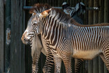 Fototapeta Konie - Lisbon/Portugal - May 18, 2020
Zebra at the Lisbon Zoo