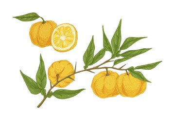 Aufkleber - Colorful hand drawn yellow yuzu citrus vector illustration. Fresh appetizing asian fruit on branch with leaves isolated on white background. Detailed half and whole ripe plant in engraving style