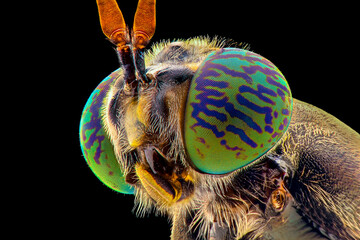 soldier fly face extreme close up