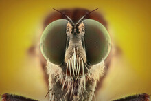 Robber Fly  Face Extreme Close Up
