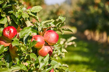 Poster - Apples on the tree. Orchard autumn