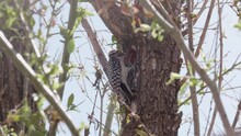 Ladder Back Woodpecker Feeding Young