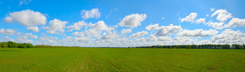 Field with wheat sprouts. Beautiful cloudy sky