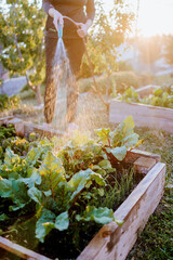 Watering fresh vegetables