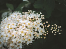 White Flowers In The Garden