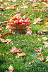 Wall Mural - juicy apples in a basket in the garden